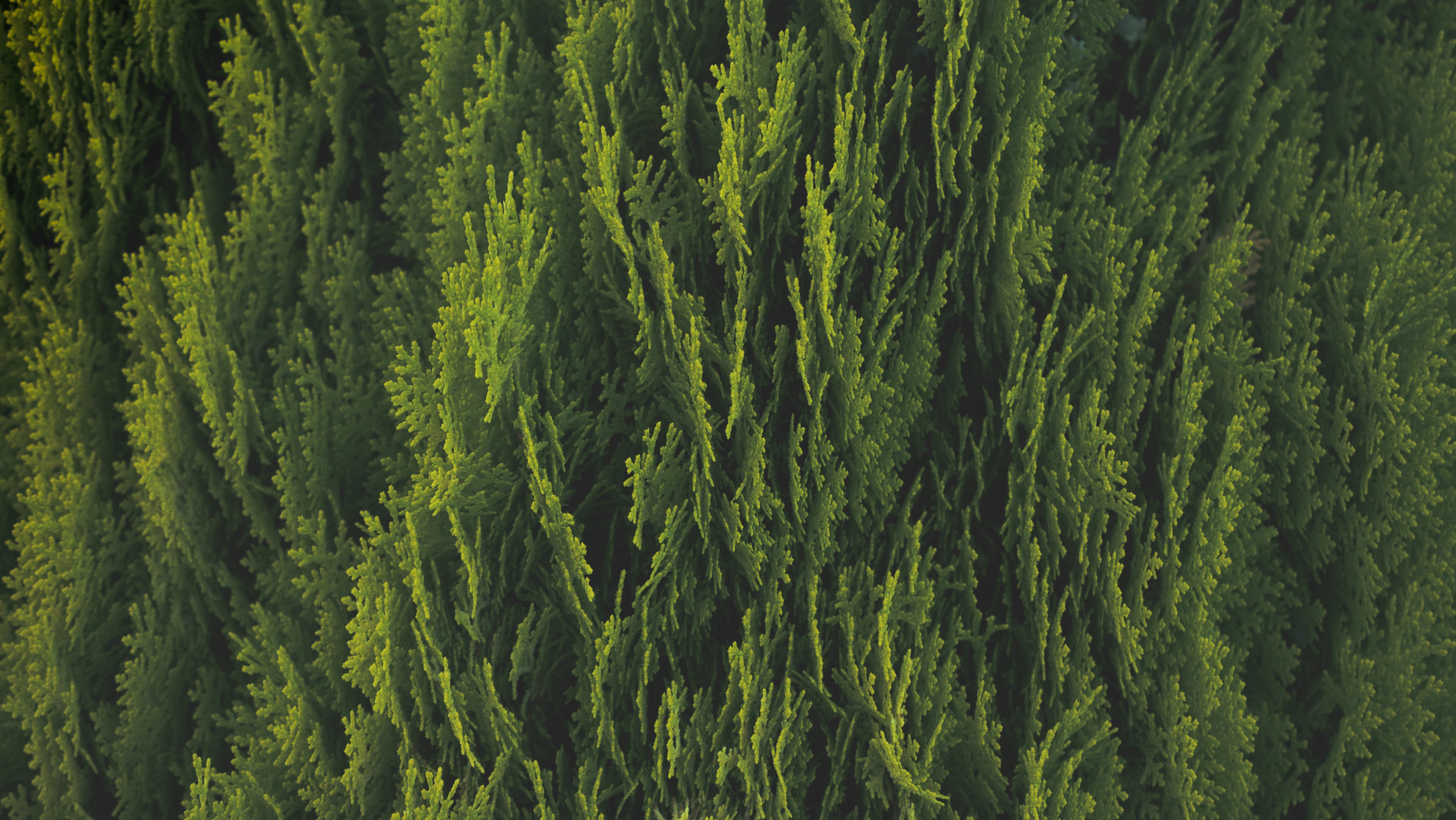 green-pine-leaves-highlighted-by-sunlight.jpg